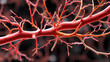 © Ann - Myasthenia gravis. An autoimmune disease of the neuromuscular junction when antibodies block or destroy nicotinic acetylcholine receptors (AChR) at the junction between the nerve and muscle.
