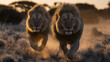 © ElviraArtstar - Two powerful male lions charge across the golden savannah at sunset, their manes illuminated by the warm light and dust rising beneath their paws in dramatic motion.