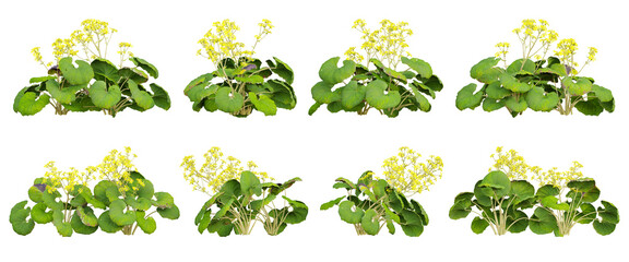 Wall Mural - farfugium japonicum flowers plant on transparent background, 3d illustration