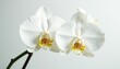 © Krittin - Delicate white orchid blossom on pure white backdrop, fragile, fresh, photography