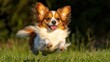 © OngCaLucK - Playful puppy soaring above grass tongue out soft focus background golden hour light wide angle perspective