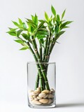 Lucky bamboo plant in a clear glass vase.