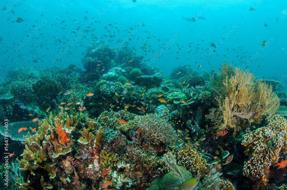 Colorful tropical fish gliding near vivid coral formations in Raja ...
