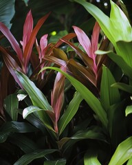 Poster - Lush tropical foliage featuring vibrant red and green leaves in a natural setting exotic plants botanical beauty serene environment close up view