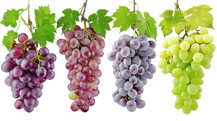 Wall Mural - four different bunches of grapes isolated on white transparent background