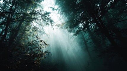Wall Mural - Ethereal Sunlight Filters Through Dense Forest Canopy in Nature Scene