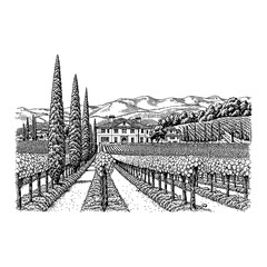 Wall Mural - mediterranean villa vineyards cypress landscape view black white outline line art drawing etching in
