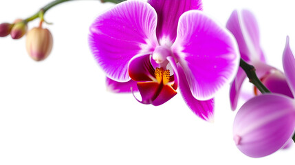 orchid isolated on white background