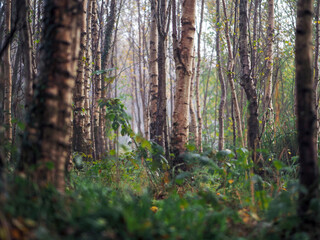 Wall Mural - birch tree in focus, forest in a mist out of focus. calm and relaxing nature scene. fog in a park. n