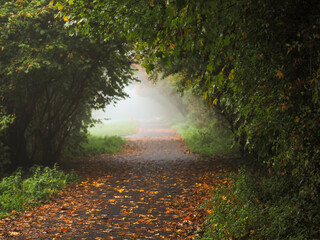 Wall Mural - footpath in a autumn park with green leaves on trees and brown on the walk surface. mist in backgrou