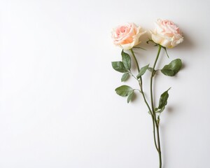 Poster - Soft Pastel Roses Minimalist Botanical Design for Wellness Branding, Soft Aesthetic Content and Contemporary Floral Styling