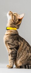 Aufkleber - Smart Pet Tech Evolution Futuristic Connected Tabby Cat with Vibrant IoT Wearable Collar - Innovative Home Automation and Digital Pet Care Ecosystem
