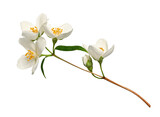 A branch of blooming jasmine (Philadelphus coronarius) isolated on a white background. Element for creating designs, cards, patterns, floral arrangements, frames, wedding cards and invitations.