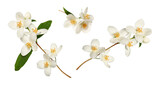 Branches of blooming jasmine  (Philadelphus coronarius) isolated on white background. Perfect for creating designs, cards, patterns, floral arrangements, frames, wedding cards and invitations.