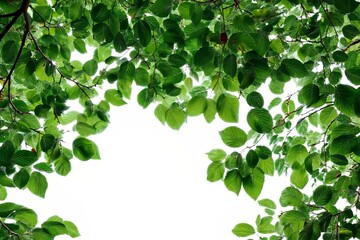 A tree branch with a green leaf is isolated for use as an object in design retouching