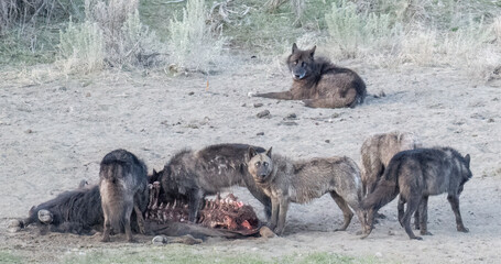 Wall Mural - 6 gray wolves from the junction-butte pack at a bison kill, Yellowstone National Park, Wyoming
