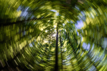 Wall Mural - a beautiful spiral view of a lush, vibrant green forest canopy overhead and beyond