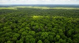 Aerial View of Lush Green Forest: A Serene Summer Landscape