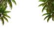 © PNG spot - View of two palm trees on either side of a black background creating a frame like effect outdoors