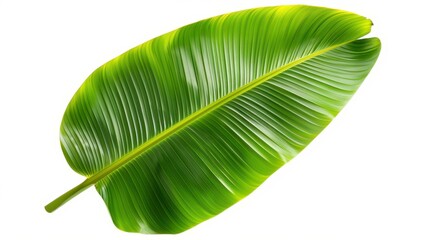 Fresh and vibrant banana leaf, perfect for tropical decor or culinary use, isolated on a white background for stunning visuals.