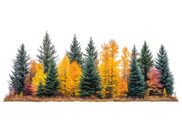 Aufkleber - Colorful autumn foliage with vibrant red, orange, and yellow leaves alongside evergreen trees against a transparent background