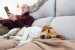 © Alvaro Lavin/Stocksy - Beagle dog sleeping on sofa with senior man using tablet