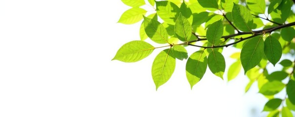 Wall Mural - branches of a tree against a bright white backdrop, nature, foliage