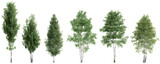 Isolated birch trees collection – PNG on transparent background.3d rendering