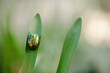 © Laura Stolfi/Stocksy - Cetonia beetle perching on grass blade