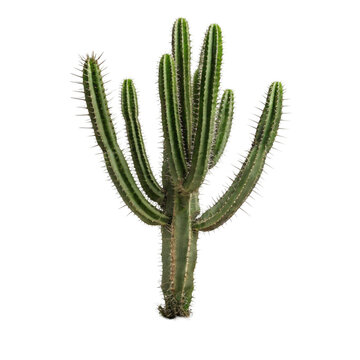 cactus isolated on white