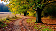 © Hector - autumn, track, tree, leaves, walk