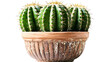 © Maestro - Three cacti in decorative terra cotta pot, cut out transparent