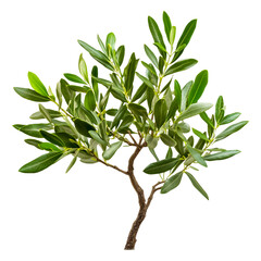 olive tree branch with green leaves for design elements and nature related projects fresh foliage is