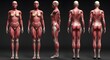© OmRioRio - Anatomical Illustration of Human Female Musculature Displaying Muscular System
