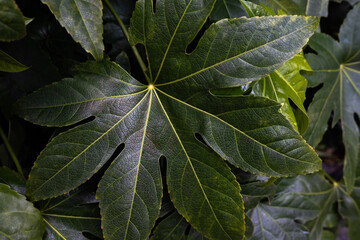 Tropical Green Leaf on Stone Background
