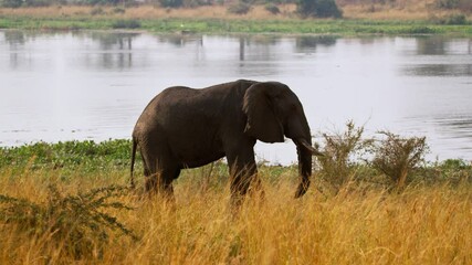 Wall Mural - Elephant Walking On The Banks Of River Nile In Murchison Falls National Park, Uganda. - slow motion shot