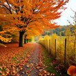 © Cynthia - autumn, track, tree, leaves, walk