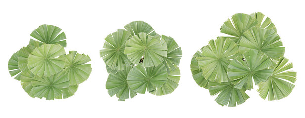 Wall Mural - top view of 3d licuala ramsayi palm plant on transparent background, png illustration