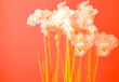© Irina Ozhigova/Stocksy - Dynamic display of white flowers against a vibrant red backdrop
