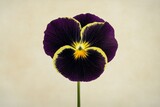 Close-up of a vibrant, dark purple pansy with contrasting yellow accents.