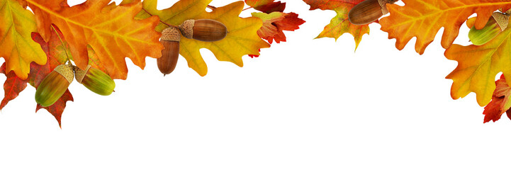 Wall Mural - red autumn leaves and acorns in a top border arrangement isolated on white or transparent background