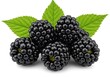 © stock.metket.com - Juicy Ripe Blackberries Fresh Organic Berries Sweet Tasty Healthy Food Delicious Summer Fruit Nature