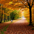 © Steven - autumn, track, tree, leaves, walk