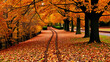 © Julian - autumn, track, tree, leaves, walk