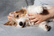© denisval - Relaxed Jack Russell receiving pets