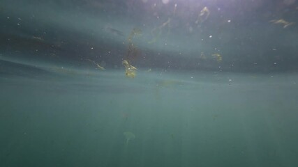 Wall Mural - Beautiful blue shade under the water surface.