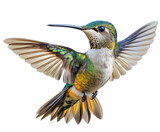 Hummingbird in flight natural habitat wildlife colorful environment view isolated on transparent background
