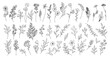 © Creative_Juice_Art - Set of tiny wild flowers and plants line art vector botanical illustrations. Trendy greenery hand drawn black ink sketches collection. Modern design for logo, tattoo, wall art, branding and packaging.