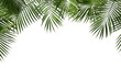 © Usman - Green palm leaves framing the top edge of a creating a tropical aesthetic look transparent background png