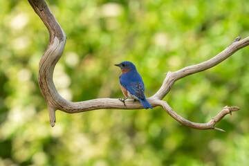 Wall Mural - A bluebird perched on a tree branch